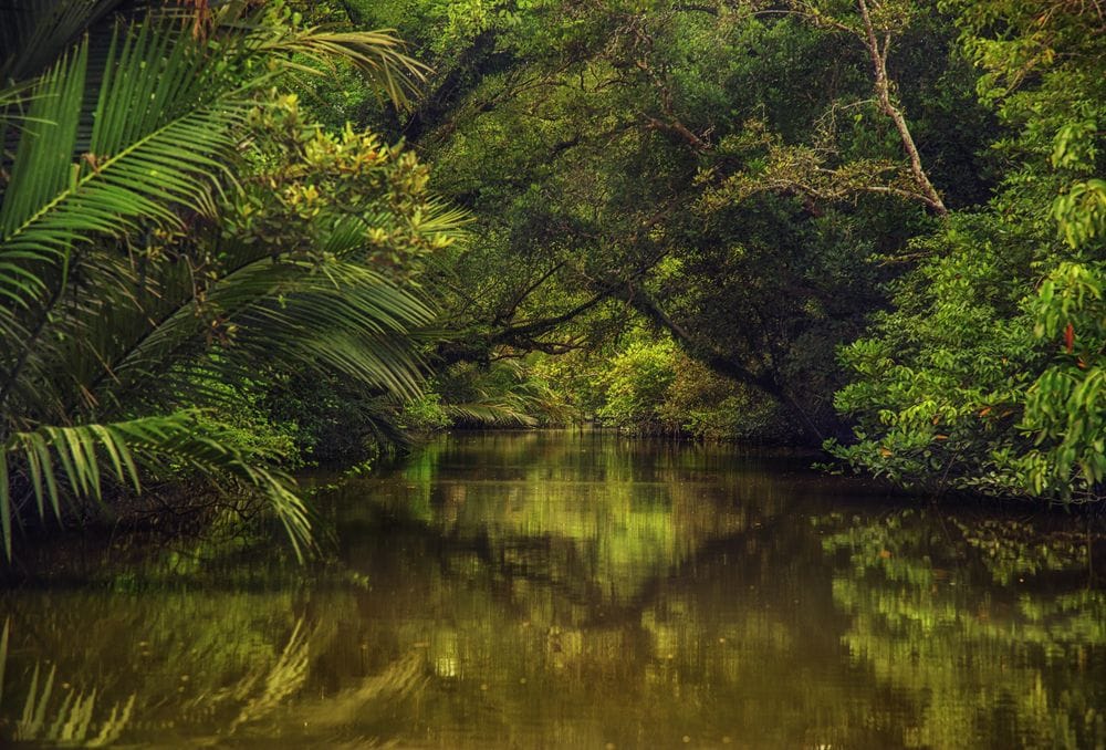 The Ecological Marvel: Discover Wildlife and Biodiversity in the Sundarbans